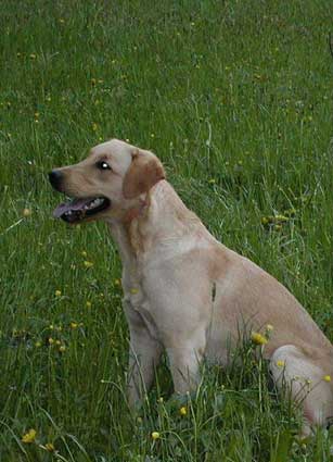 Kio