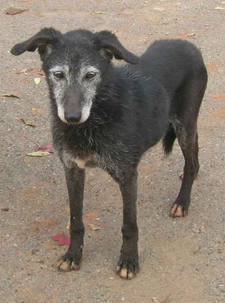 Isotta