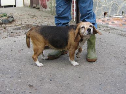 Beagle