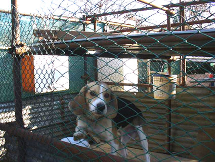 Beagle