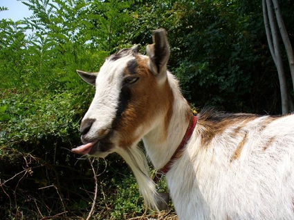 Fiocco