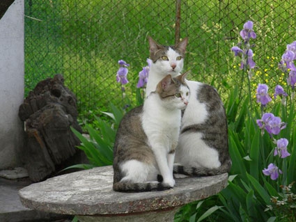 Pongo e Cloe