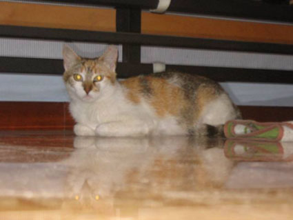 Gattina