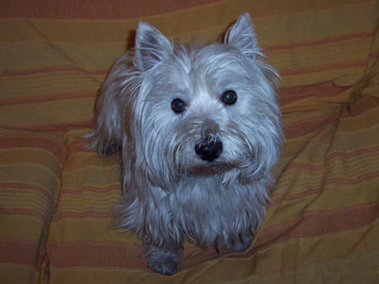 Westhighland White Terrier