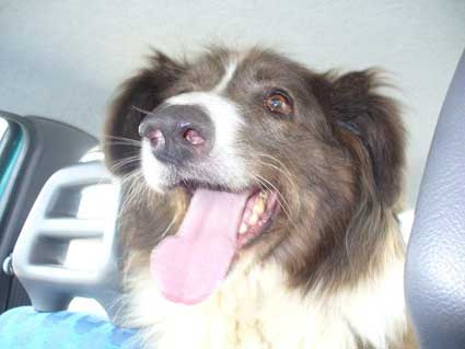 Border collie