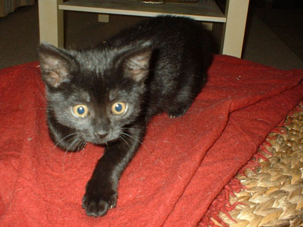 Baghera