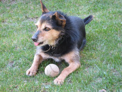 Camillo