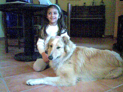 Incrocio collie