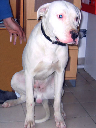 Dogo