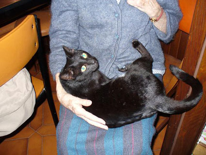 Gatta giovane