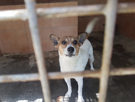 Jack russel
