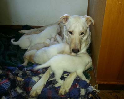 2 cucciolate