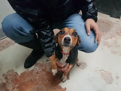 Stella