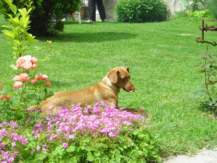 Cirneco
