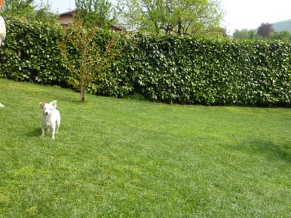Cucciola