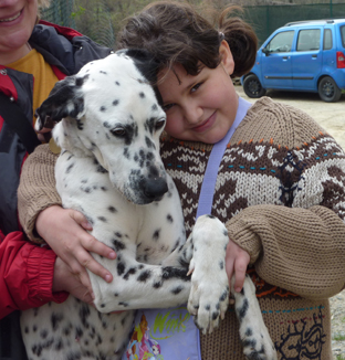 Dalmata