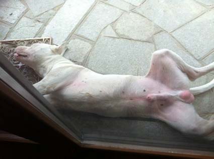 Dogo
