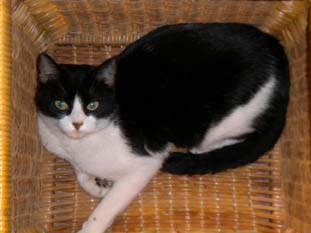 Cucciola