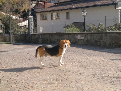 Pongo