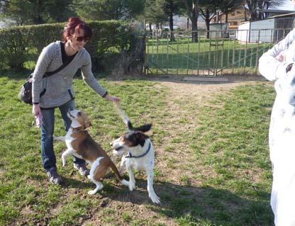 Bassethound