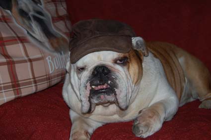 Bulldog