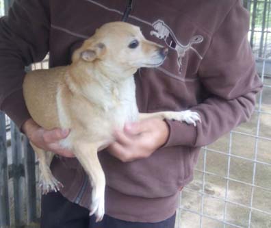 Cagnolina