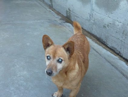 Cane cieco
