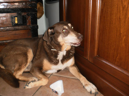 Castagna