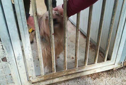 Chicco