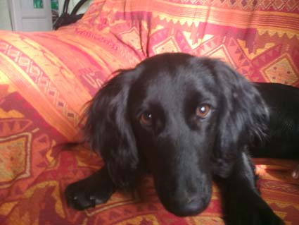 Cocker