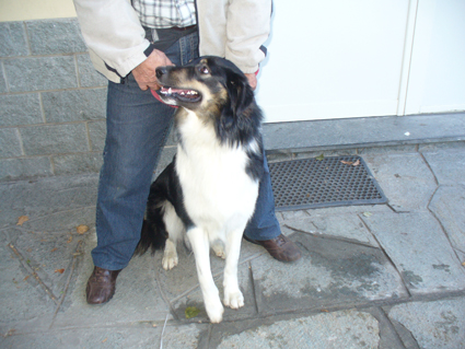 Collie