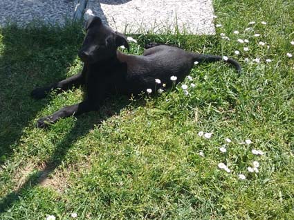 Cucciolina