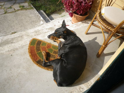 Dobermann