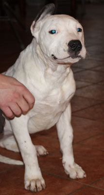 Dogo