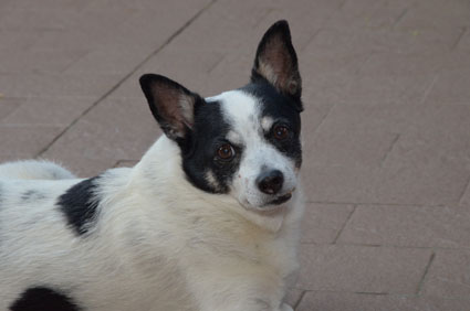 Fido