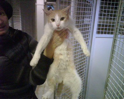 Gatti