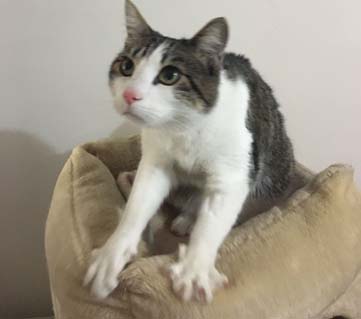 Gatto
