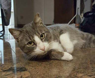 Gatto affettuoso