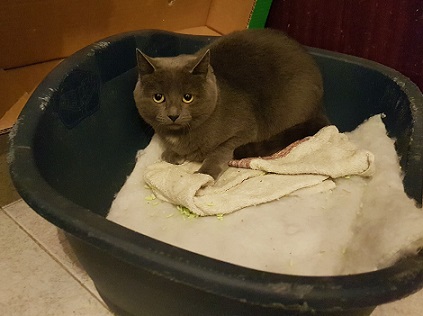 Gatto magnifico