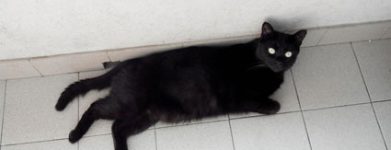 Gatto nero