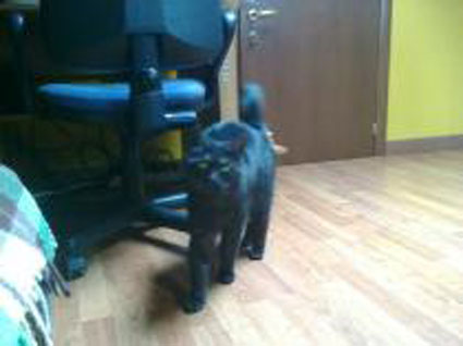 Gatto nero