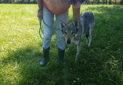 Kora