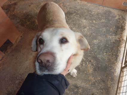 Labrador