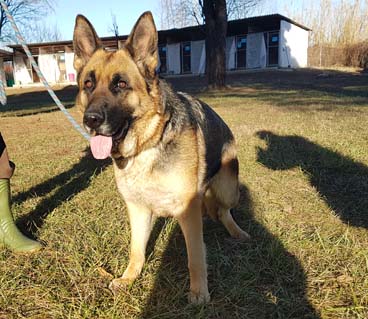 Nikita