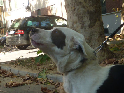 Macchianera