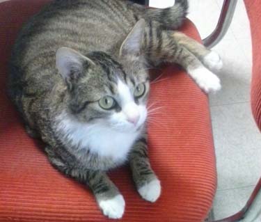 Maffy