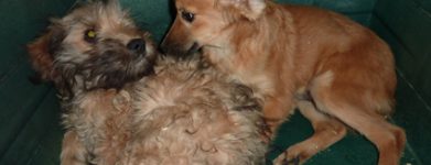 2 cuccioli maschi