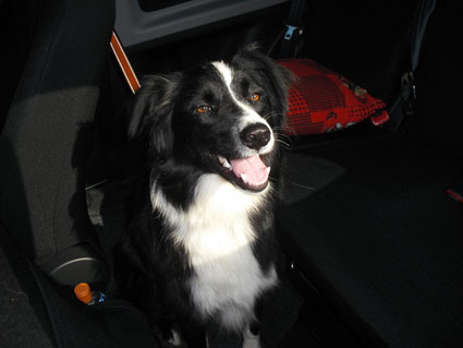 Mini border collie