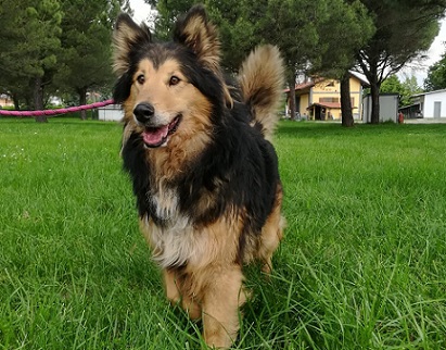 Napoleone