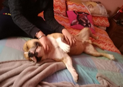 Pitbull